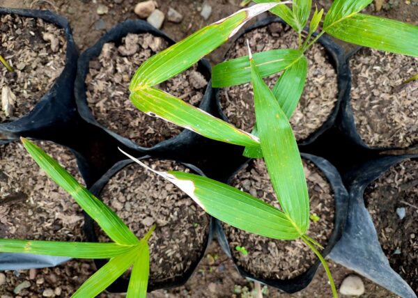 Let's Plant! - Image 2