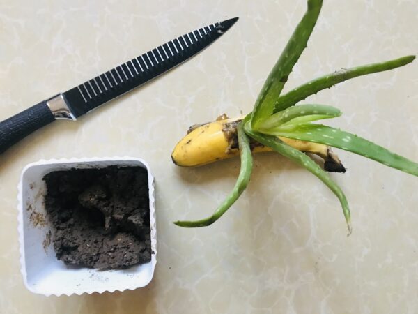 Growth Booster