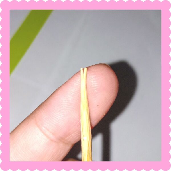 Quilling Bee! - Image 4