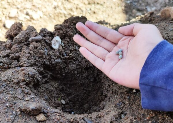 Let's Plant! - Image 5