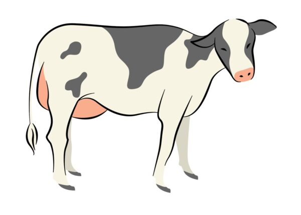Mammals - Image 4