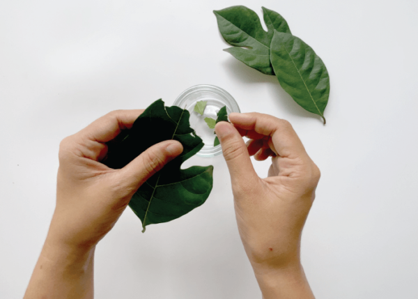 Leaves Chromatography - Image 3