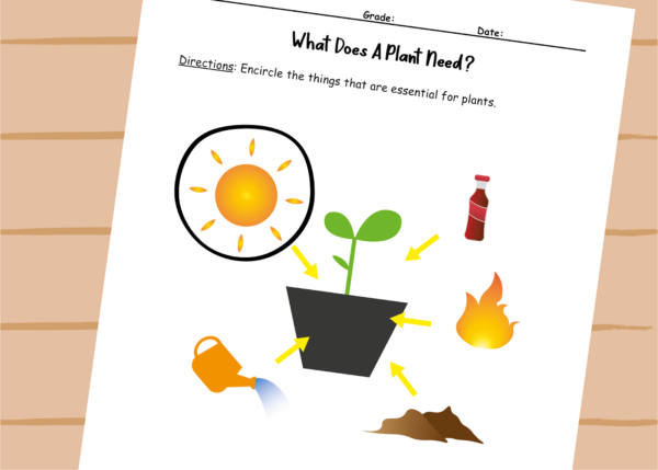 What Does a Plant Need? - Image 4