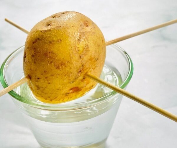 Go Grow Potatoes