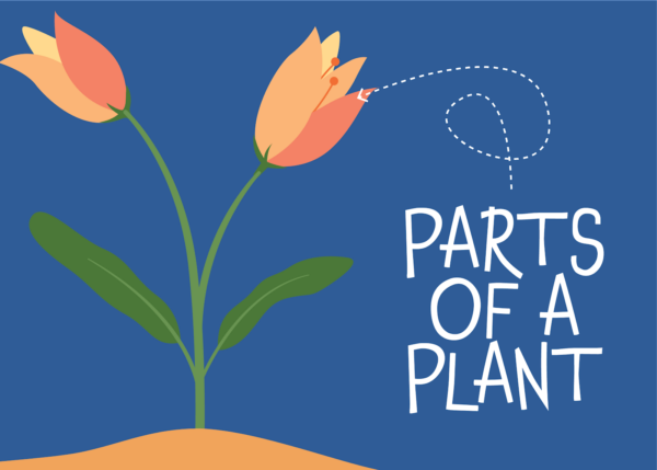 Parts of a Plant