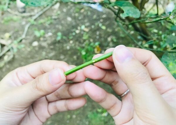 Bud Anew - Image 5