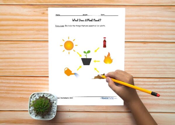 What Does a Plant Need? - Image 5