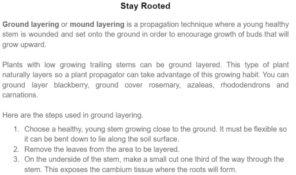 Stay Rooted - Image 2