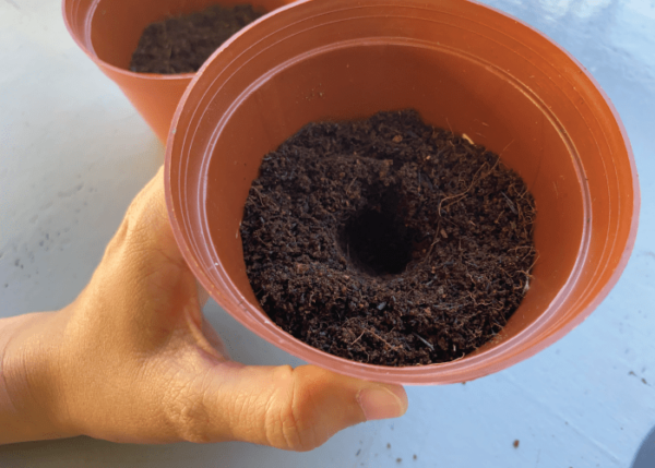 Pop It and Watch It Grow!  - Image 5