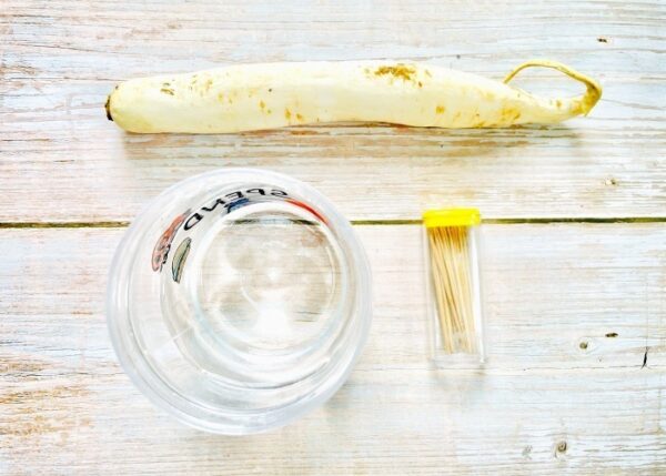 Regrowing Radishes - Image 2