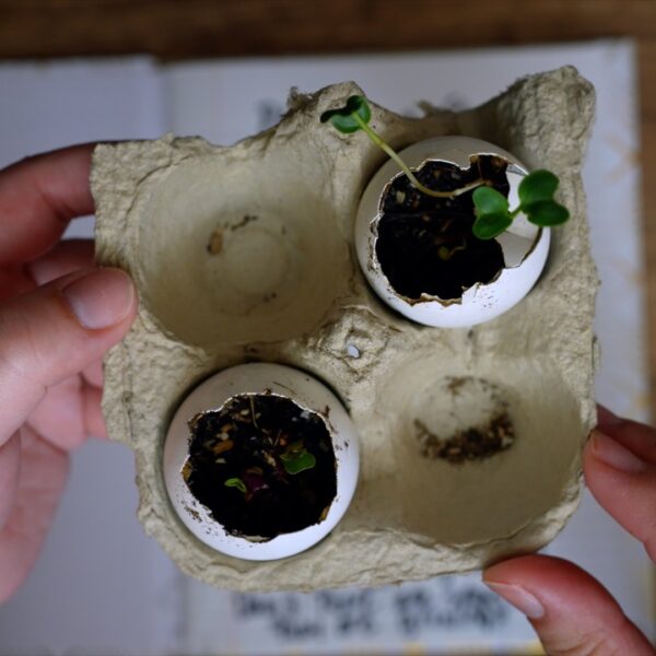 Plants In A Shell!