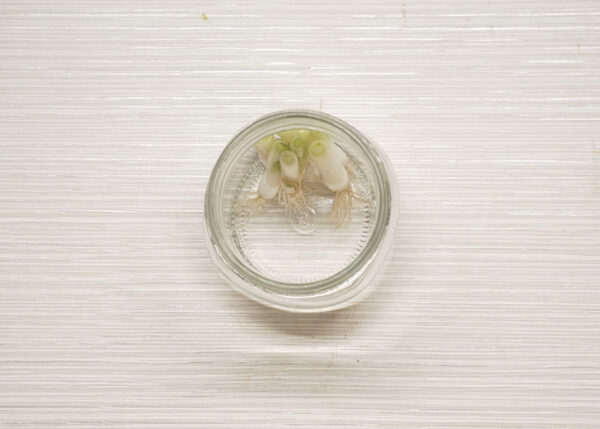 Regrowing Your Greens - Image 5