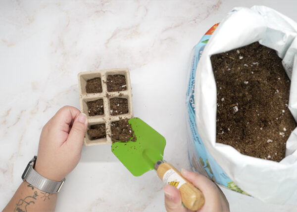 Potted Pepper - Image 3