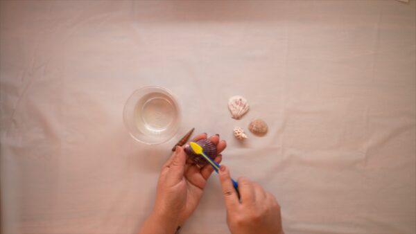 Colorful Shells! - Image 3