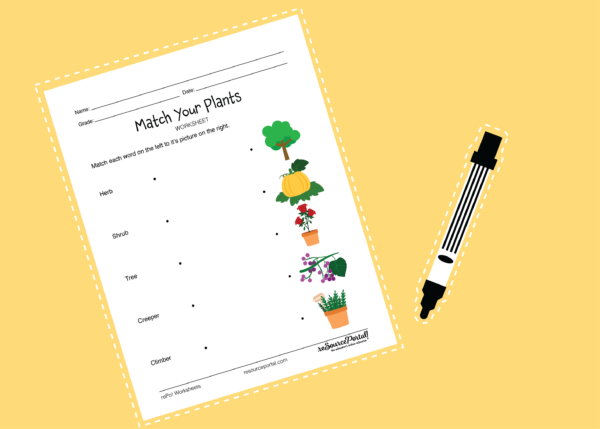 Match Your Plants - Image 2