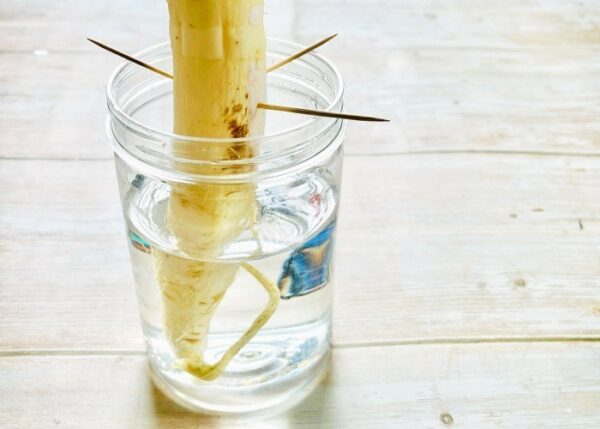 Regrowing Radishes