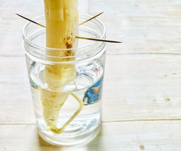 Regrowing Radishes