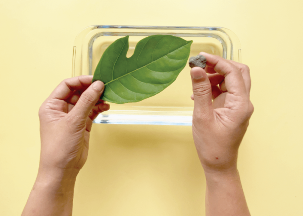 Are Plants Also Breathing? - Image 5