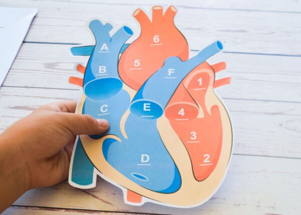 Heart-way - Image 5