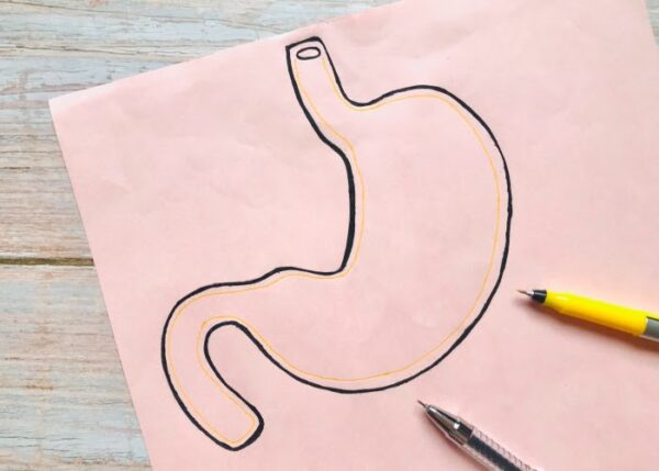 Digestive System Apron - Image 4