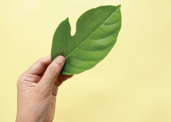 Are Plants Also Breathing? - Image 3