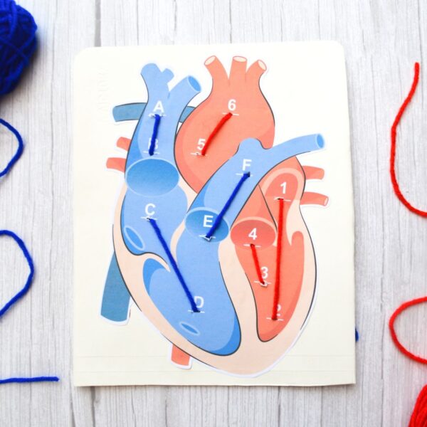 Heart-way
