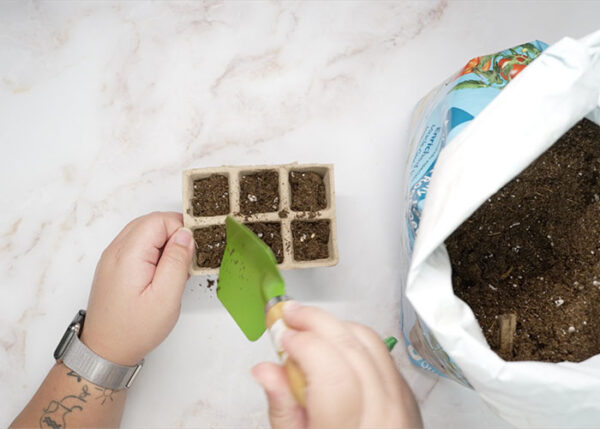 Potted Pepper - Image 5
