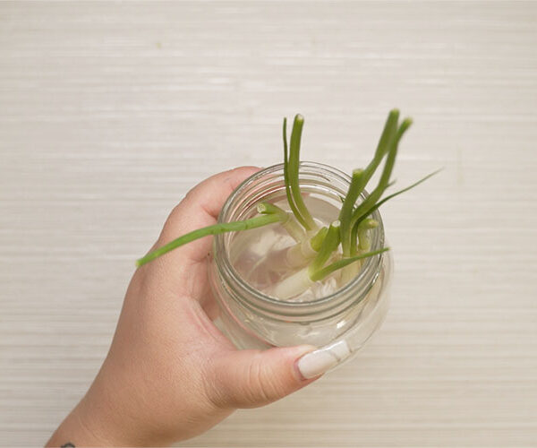 Regrowing Your Greens