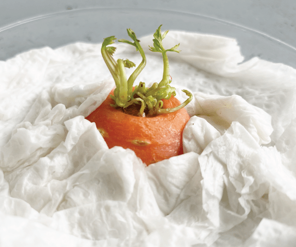 Carrot On Top!