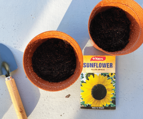 Pop It and Watch It Grow! 