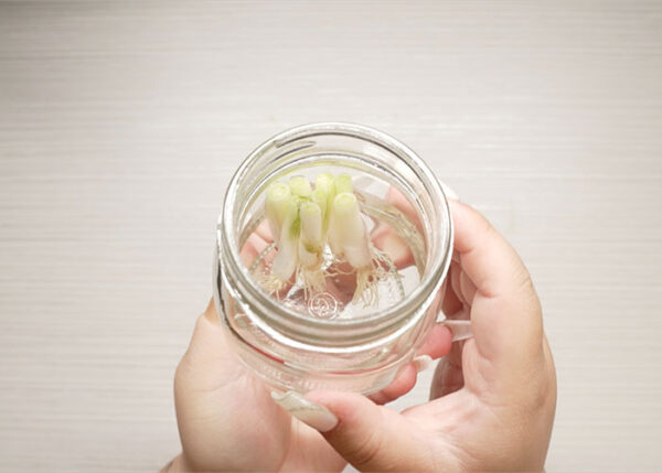 Regrowing Your Greens - Image 4