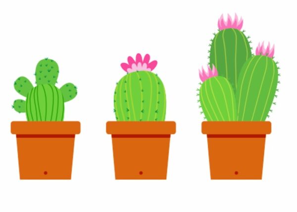 C is for Clay and Cacti! - Image 4