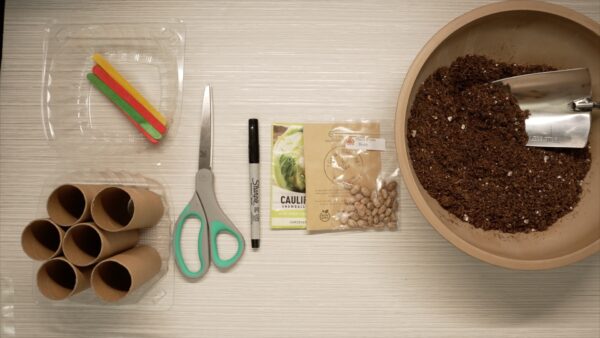 Plug and Plant Seedlings - Image 2