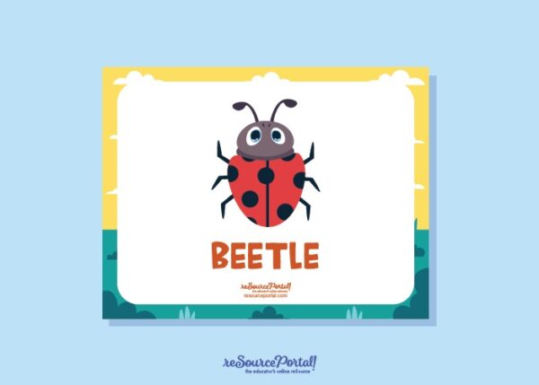 Beetle Educational Resource - Image 2