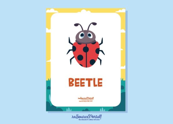 Beetle Educational Resource