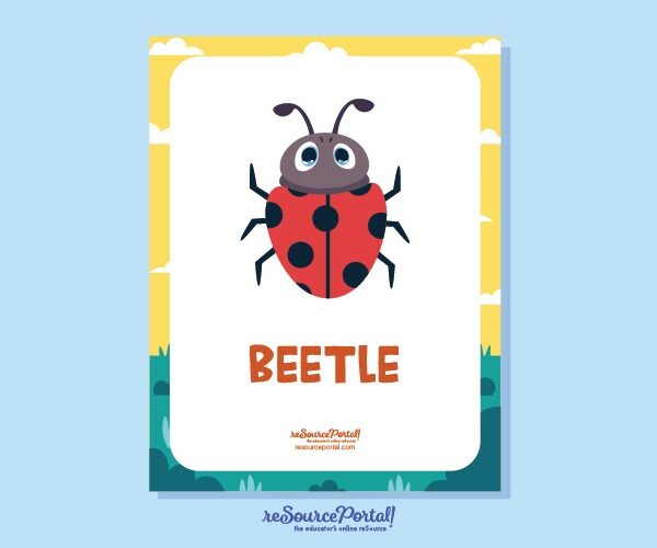 Beetle Educational Resource