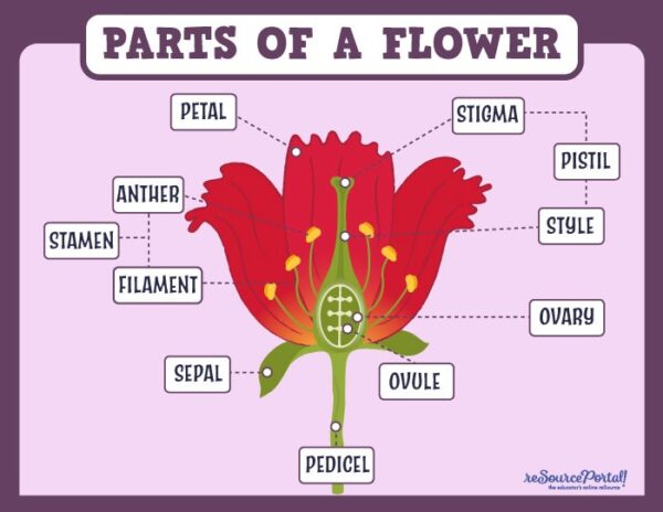 Parts of a Flower 2